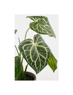 Planta artificial caladium "oreja de elefante" verde con maceta ø21x28cm 2