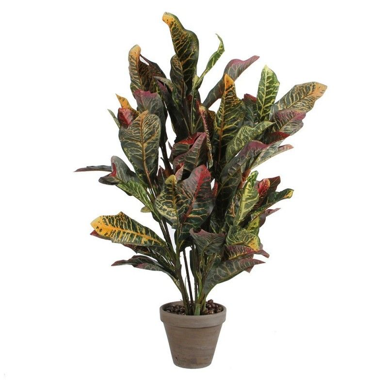 Croton green pvc manceta grey EDM 83178