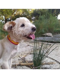COLLAR PERRO - ESPANA 45CM 2