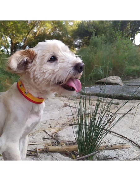 COLLAR PERRO - ESPANA 45CM