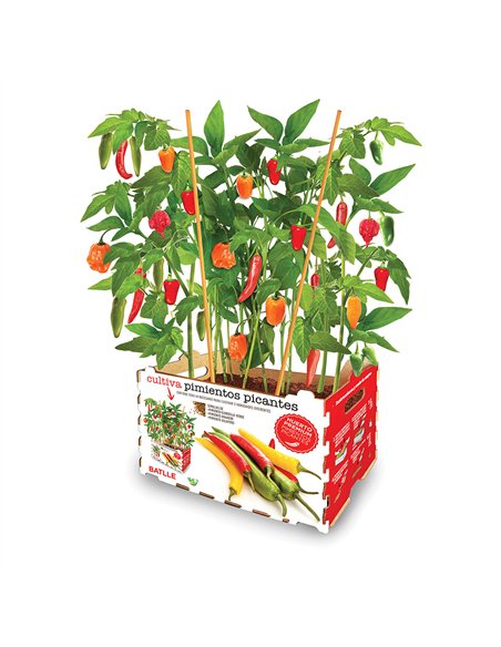 Caja de pimientos picantes