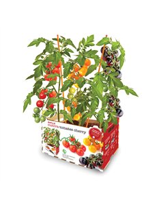 Caja de tomates de colores