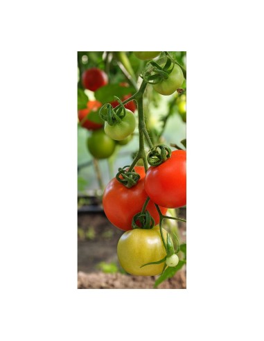 Tomatenstütze, ø6 mm x 180 cm