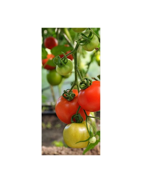 Tomatenstütze, ø6 mm x 180 cm
