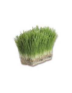 Sobre de semillas de hierba para gatos Verdy